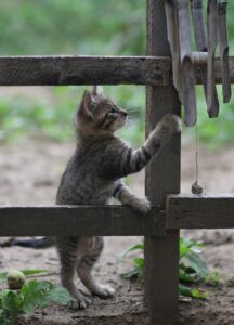 マッチングアプリを利用する女性にとって課金は必要なのか？