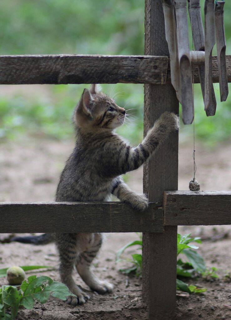 マッチングアプリを利用する女性にとって課金は必要なのか？