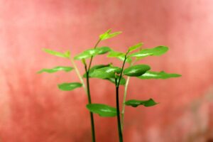 恋活と婚活のアプリの違いを30代向けに解説しますか？